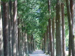 �������ߊϋC�X�|�b�g�փW�����v���܂�