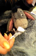 021231_FABORE_EEYORE_AISU_2